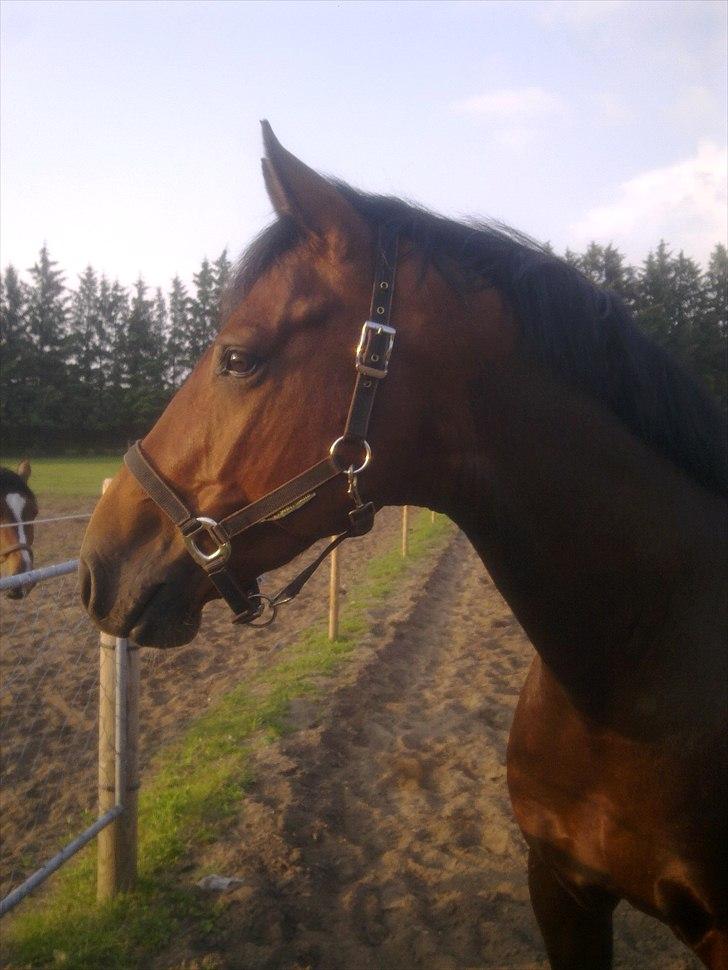 Dansk Varmblod Caprani billede 19