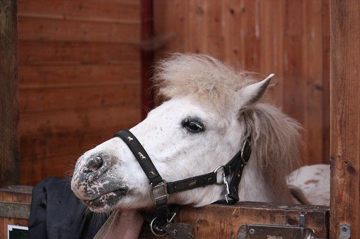 Shetlænder Dalton *Dalle* - Det er svært at kigge over den høje boks dør ;) billede 18