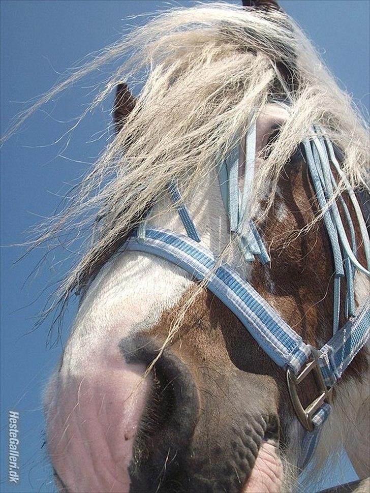 Irish Cob             Billy the kid - Fordi vi mindede så meget om hinanden! billede 12