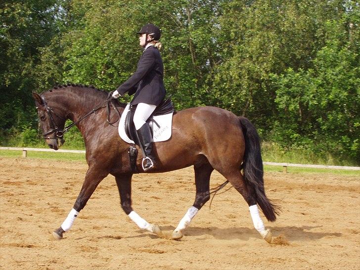 Dansk Varmblod MY Buddy billede 2