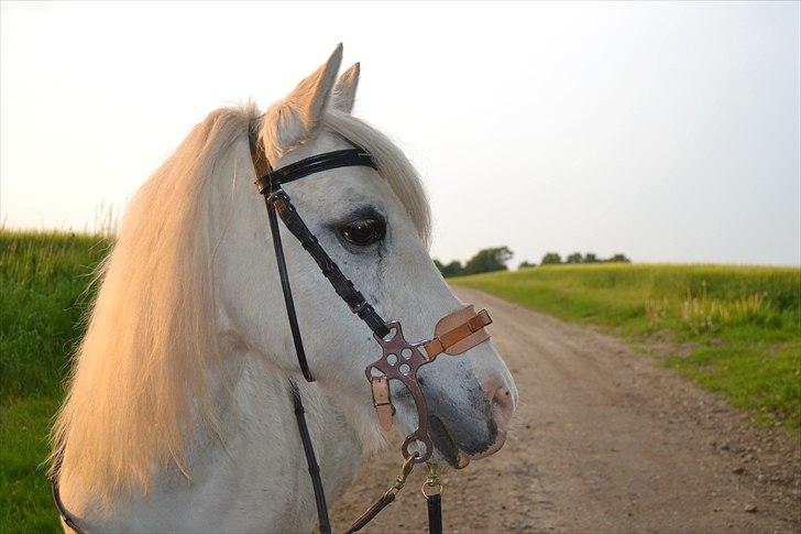 Anden særlig race Melissa ¤Min pige¤ - Du er så gude (s)køn ! <3 Mester fotograf: Mig billede 8