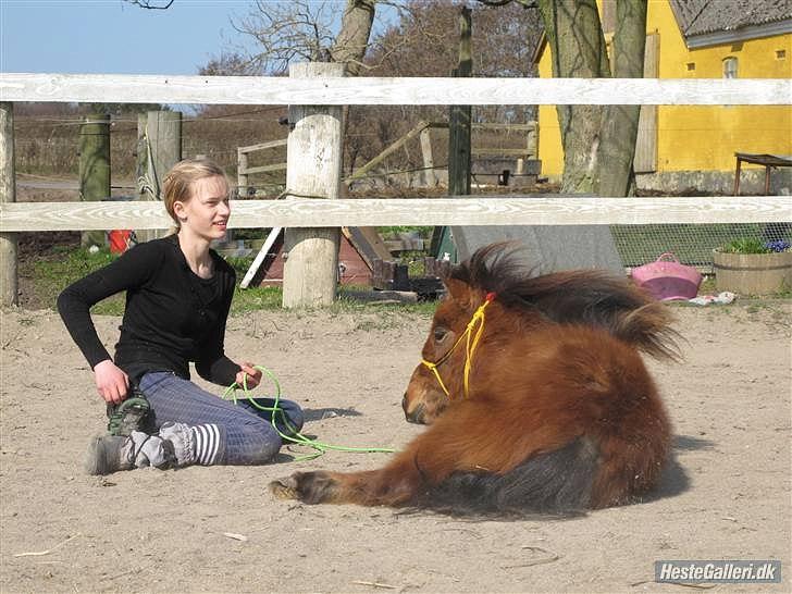 Shetlænder Prins Buski - En af de første gange han lagde sig for mig!:)  billede 20