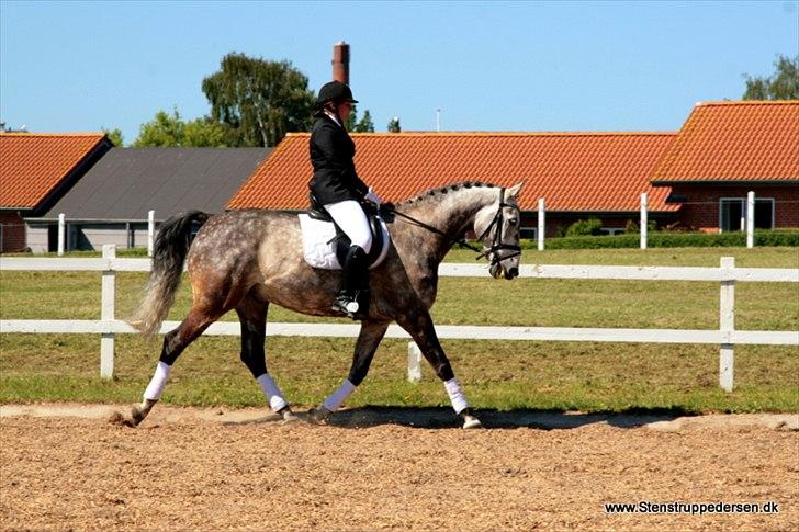 Dansk Varmblod Macon billede 17