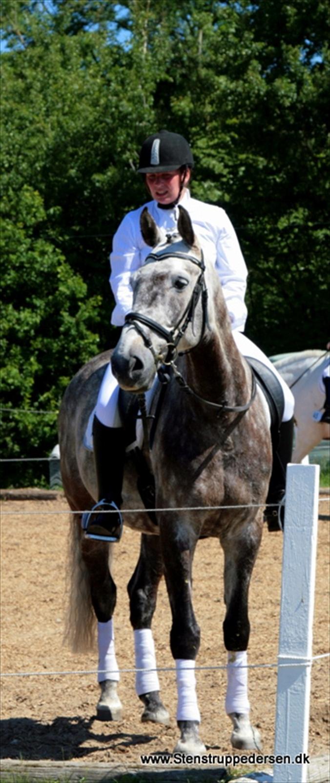 Dansk Varmblod Macon billede 18