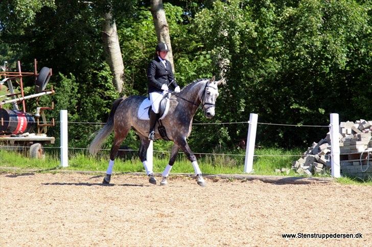 Dansk Varmblod Macon billede 19