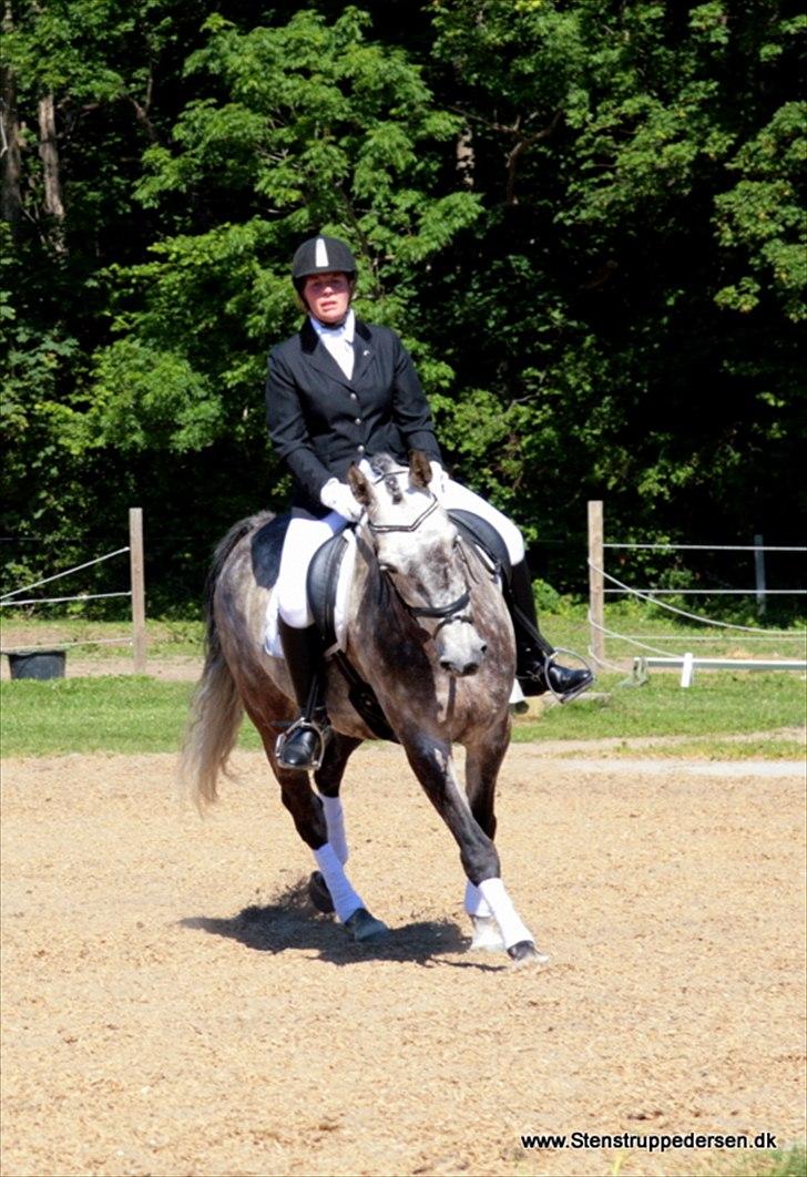 Dansk Varmblod Macon billede 20