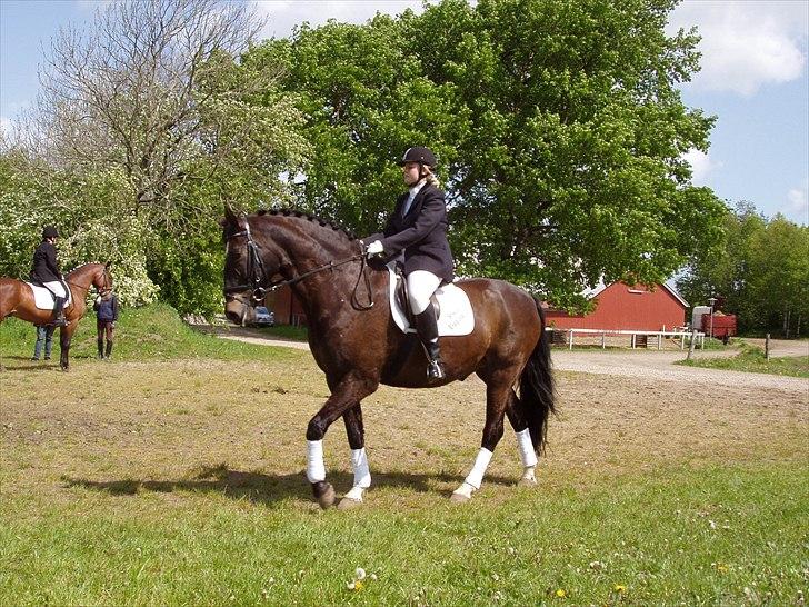 Dansk Varmblod MY Buddy billede 4