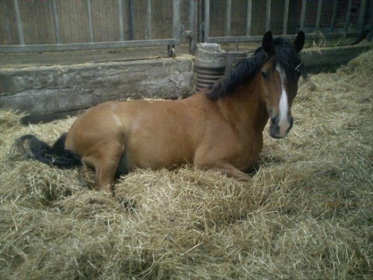 DSP Bæklunds Lombard billede 3