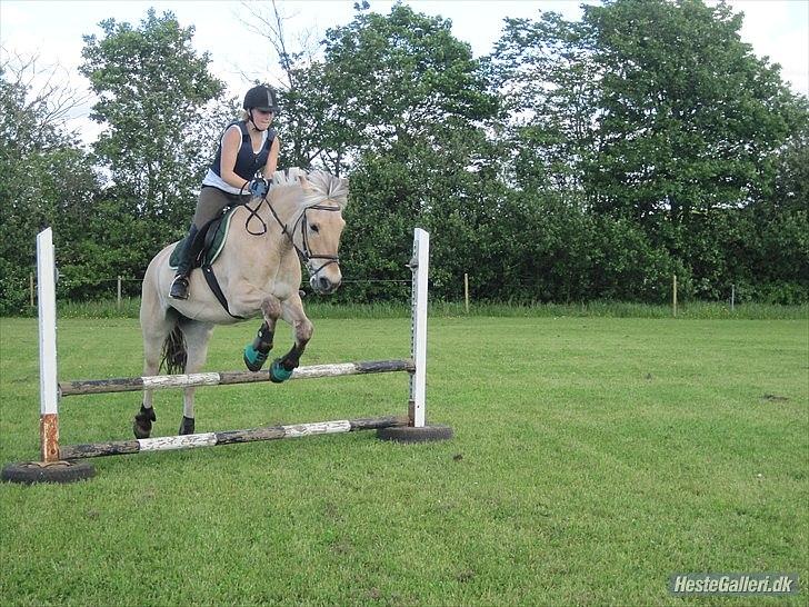 Fjordhest Amadeus <3 billede 9