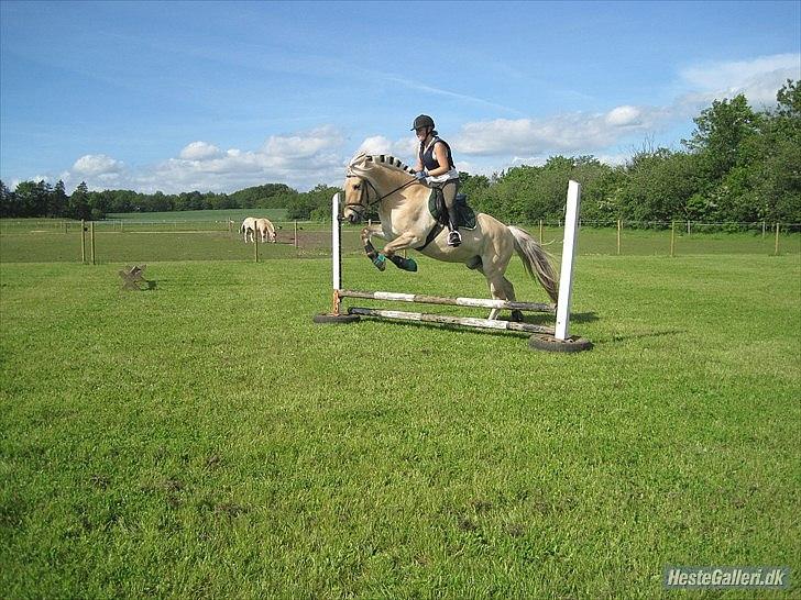 Fjordhest Amadeus <3 billede 11