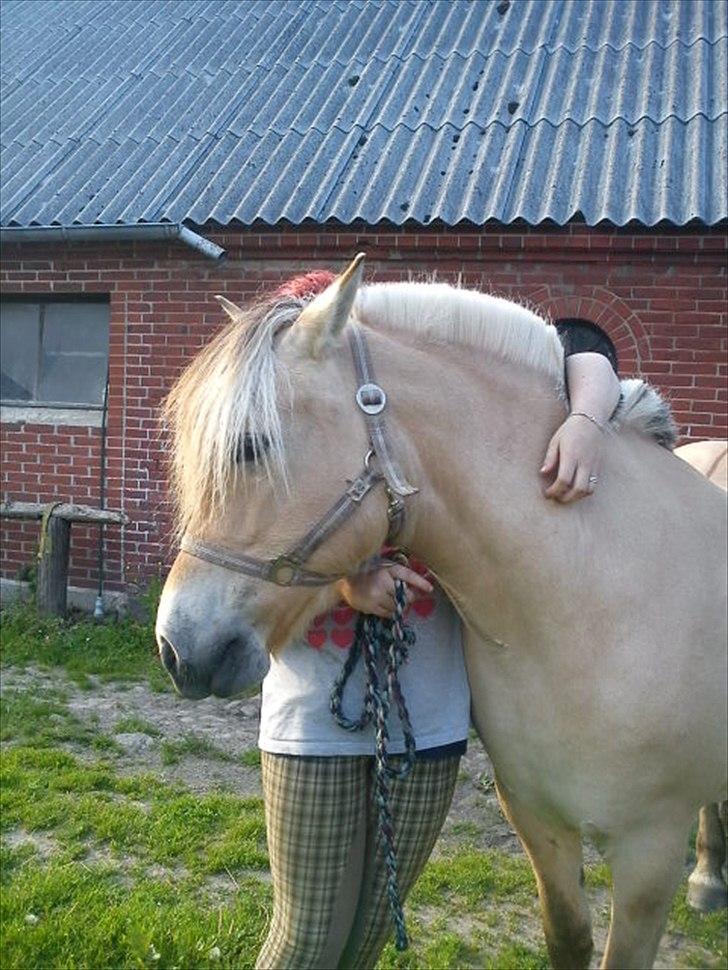 Fjordhest Smilla Halsnæs (Familiehest) billede 1