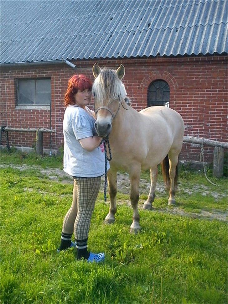 Fjordhest Smilla Halsnæs (Familiehest) billede 2