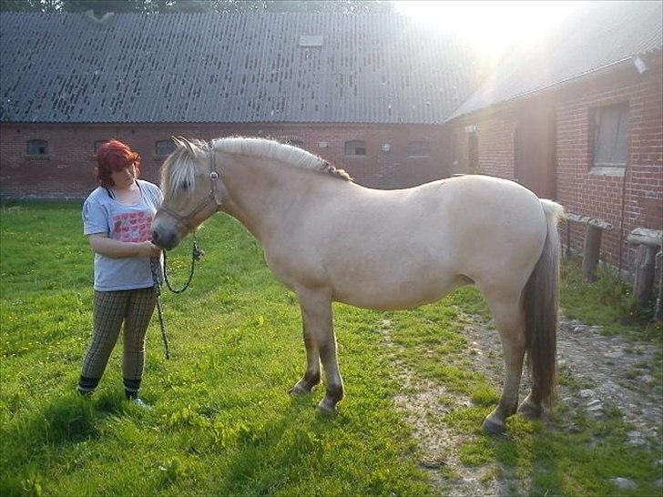 Fjordhest Smilla Halsnæs (Familiehest) billede 3