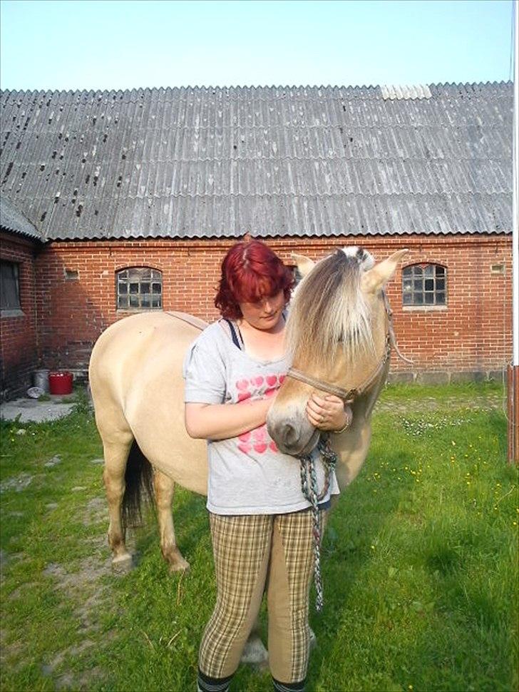 Fjordhest Smilla Halsnæs (Familiehest) billede 4