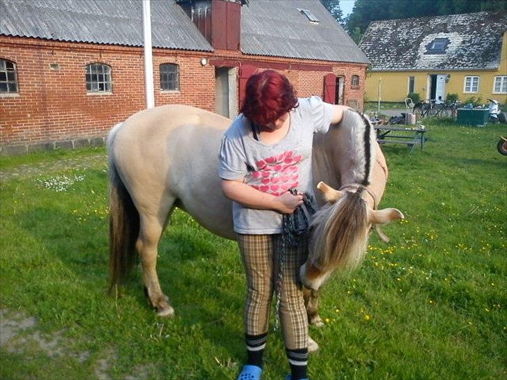 Fjordhest Smilla Halsnæs (Familiehest) billede 5