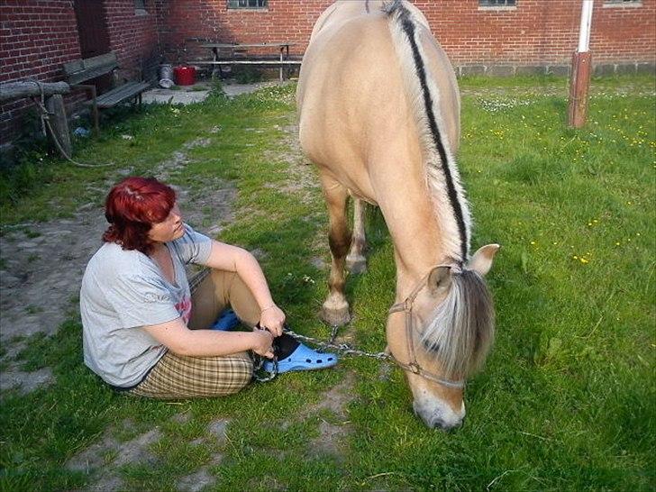 Fjordhest Smilla Halsnæs (Familiehest) billede 6