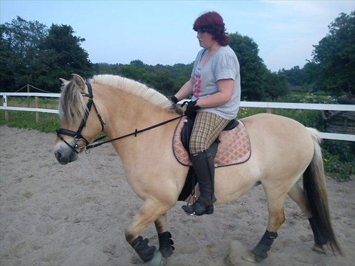 Fjordhest Smilla Halsnæs (Familiehest) billede 7