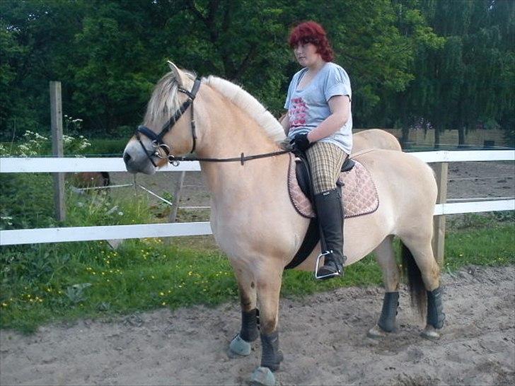 Fjordhest Smilla Halsnæs (Familiehest) billede 8