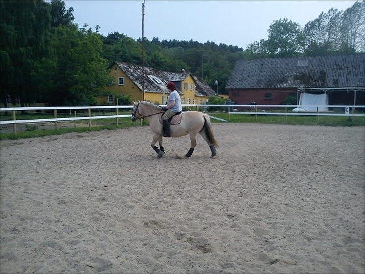 Fjordhest Smilla Halsnæs (Familiehest) billede 9