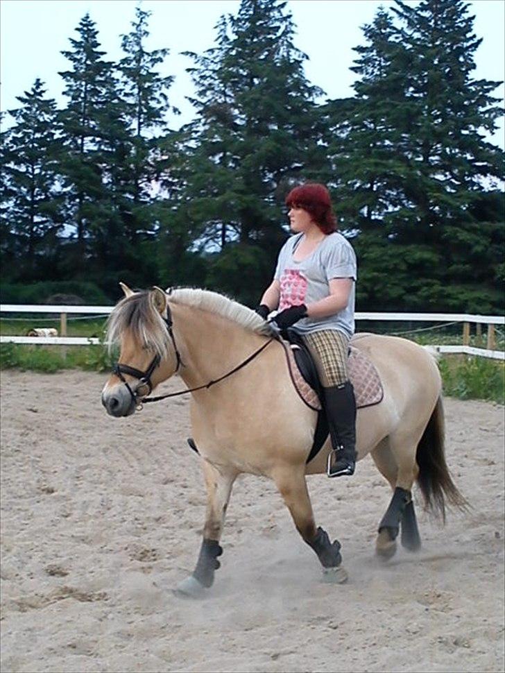 Fjordhest Smilla Halsnæs (Familiehest) billede 10