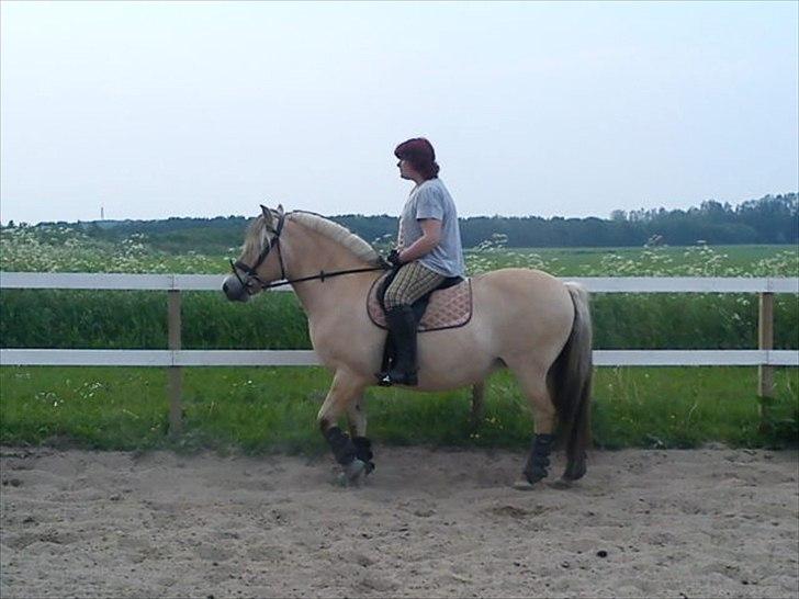 Fjordhest Smilla Halsnæs (Familiehest) billede 11