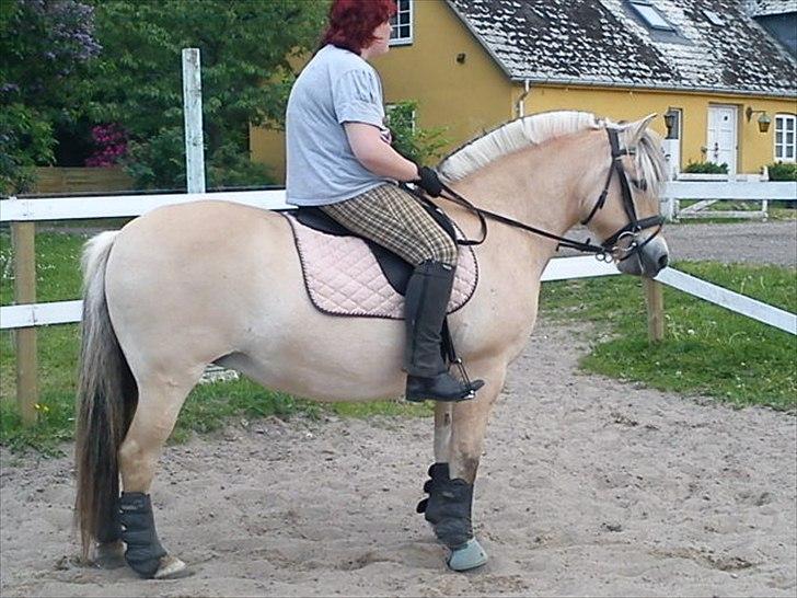 Fjordhest Smilla Halsnæs (Familiehest) billede 12