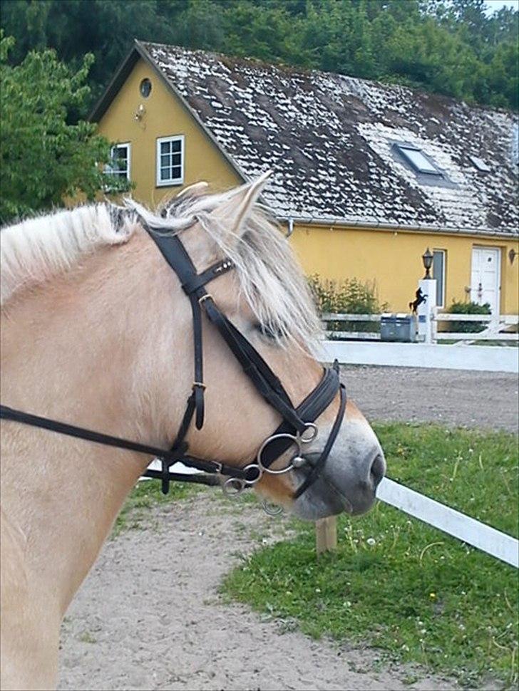 Fjordhest Smilla Halsnæs (Familiehest) billede 13