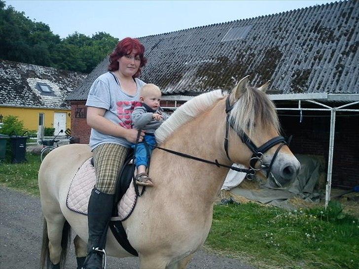 Fjordhest Smilla Halsnæs (Familiehest) billede 14