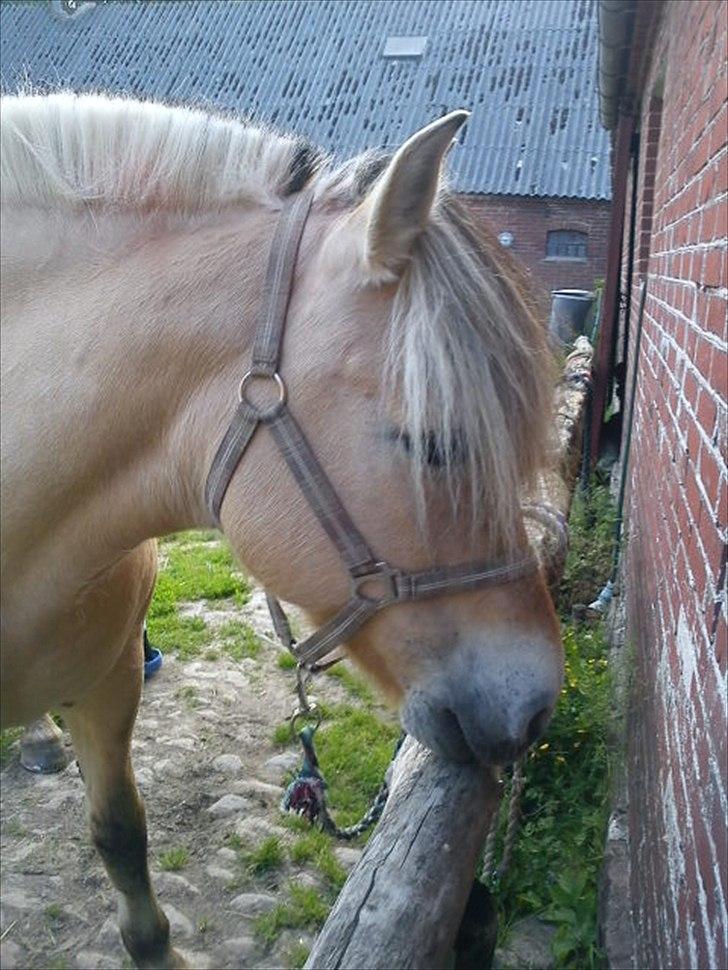 Fjordhest Smilla Halsnæs (Familiehest) billede 15