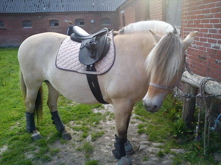 Fjordhest Smilla Halsnæs (Familiehest) billede 16