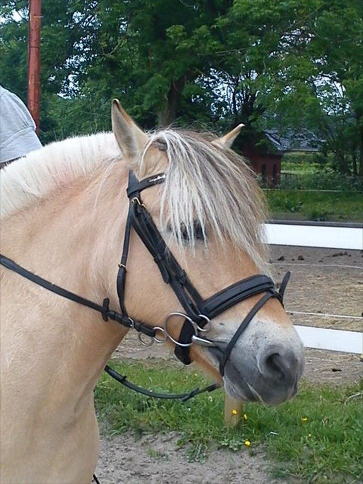 Fjordhest Smilla Halsnæs (Familiehest) billede 17
