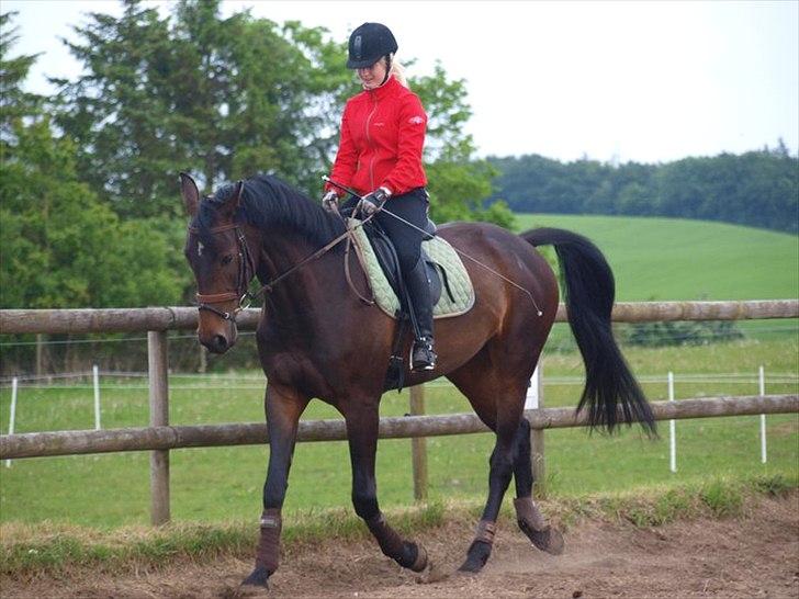 Hollandsk Varmblod Butterfly - Butterfly så dejlig!<3 billede 1