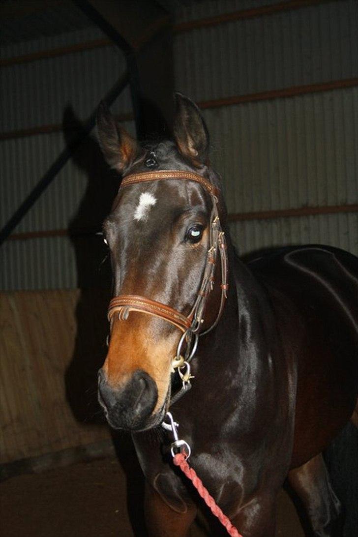 Hollandsk Varmblod Butterfly - da jeg næsten lige havde fået hende<3 billede 2