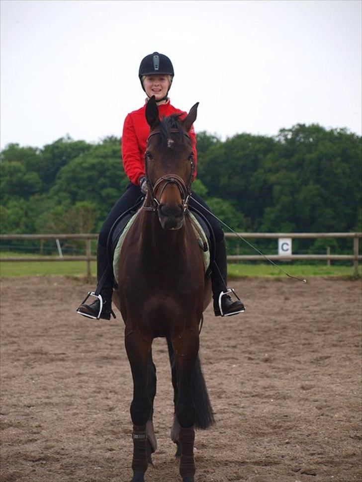 Hollandsk Varmblod Butterfly billede 3