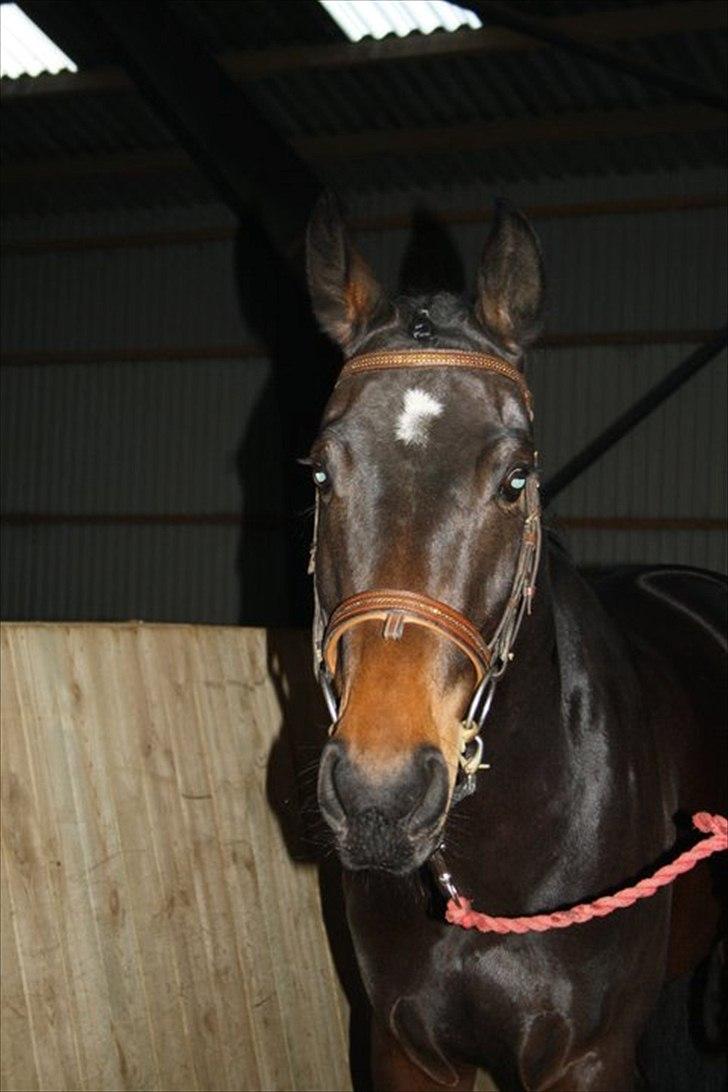 Hollandsk Varmblod Butterfly billede 4