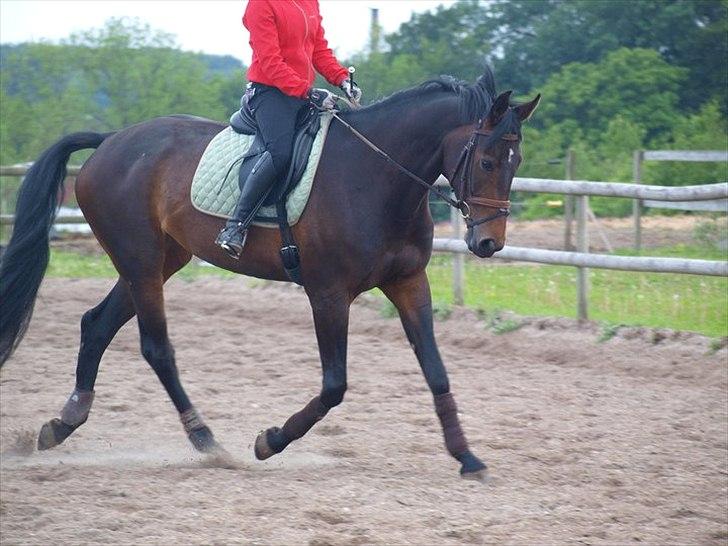 Hollandsk Varmblod Butterfly billede 5