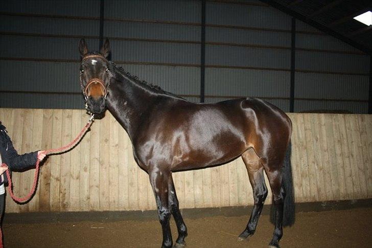 Hollandsk Varmblod Butterfly billede 6