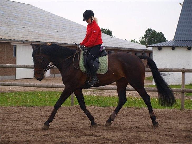 Hollandsk Varmblod Butterfly billede 7