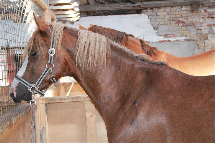 DSP Mo Cuishle  billede 5