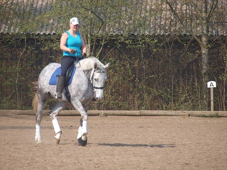 Dansk Varmblod dream star  billede 8