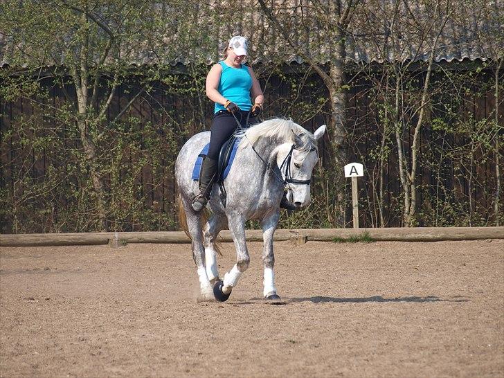 Dansk Varmblod dream star  billede 10