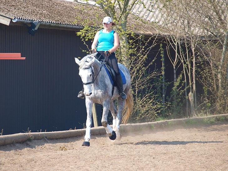 Dansk Varmblod dream star  billede 13