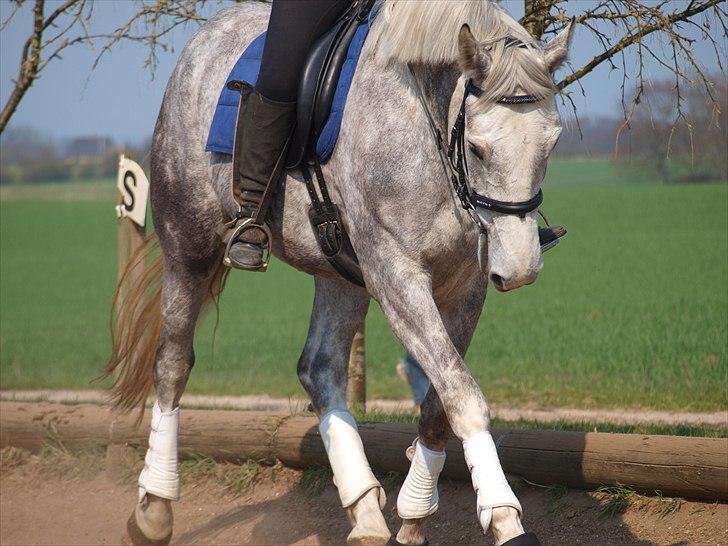 Dansk Varmblod dream star  billede 14