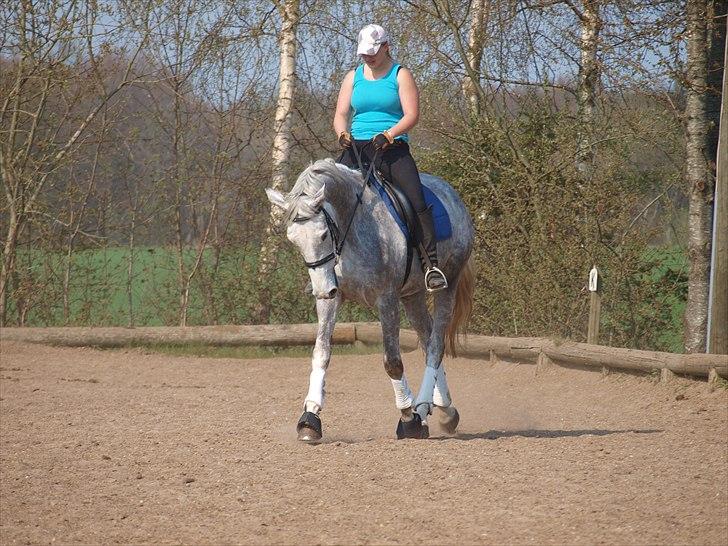 Dansk Varmblod dream star  billede 15