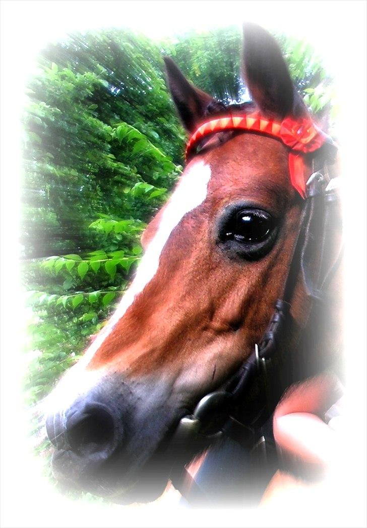 Welsh Pony af Cob-type (sec C) Mille - elsker dig smukke <3:* billede 7