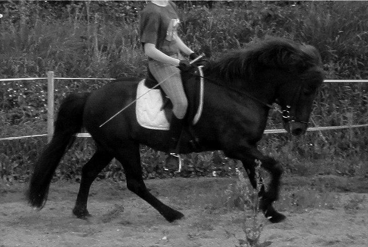 Islænder ~Orka fra Hofi l ~ DRESSURSTJERNEN!<3 - 6. Det er virkelig svært at gallopere på en islænder! You have no idea! Vi arbejder selvfølgelig på det, og jeg synes det går fremad :P billede 6