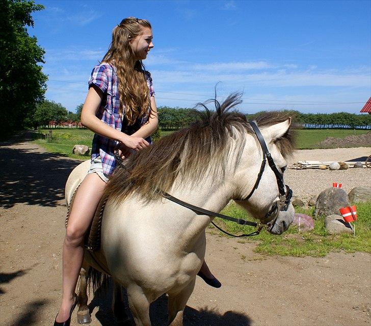 Islænder blanding Prinsesse Fiola <3 billede 15