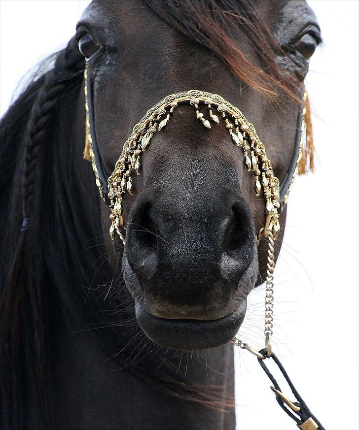 Arabisk fuldblod (OX) Carpe Diem billede 1