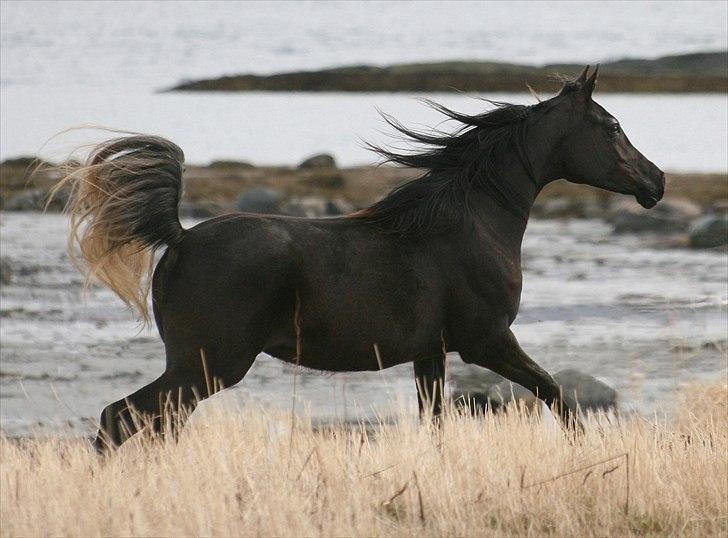 Arabisk fuldblod (OX) Carpe Diem billede 5