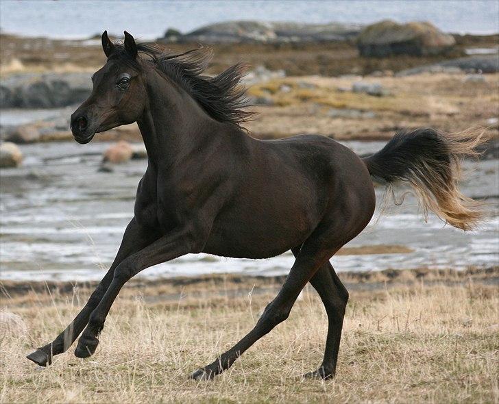 Arabisk fuldblod (OX) Carpe Diem billede 6